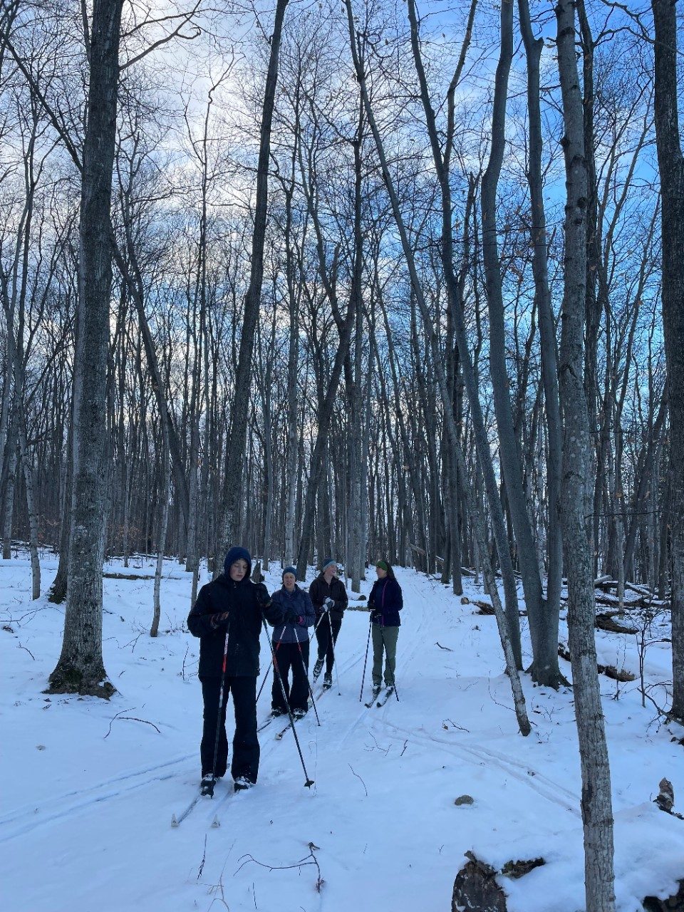 People cross-country skiing in a forest