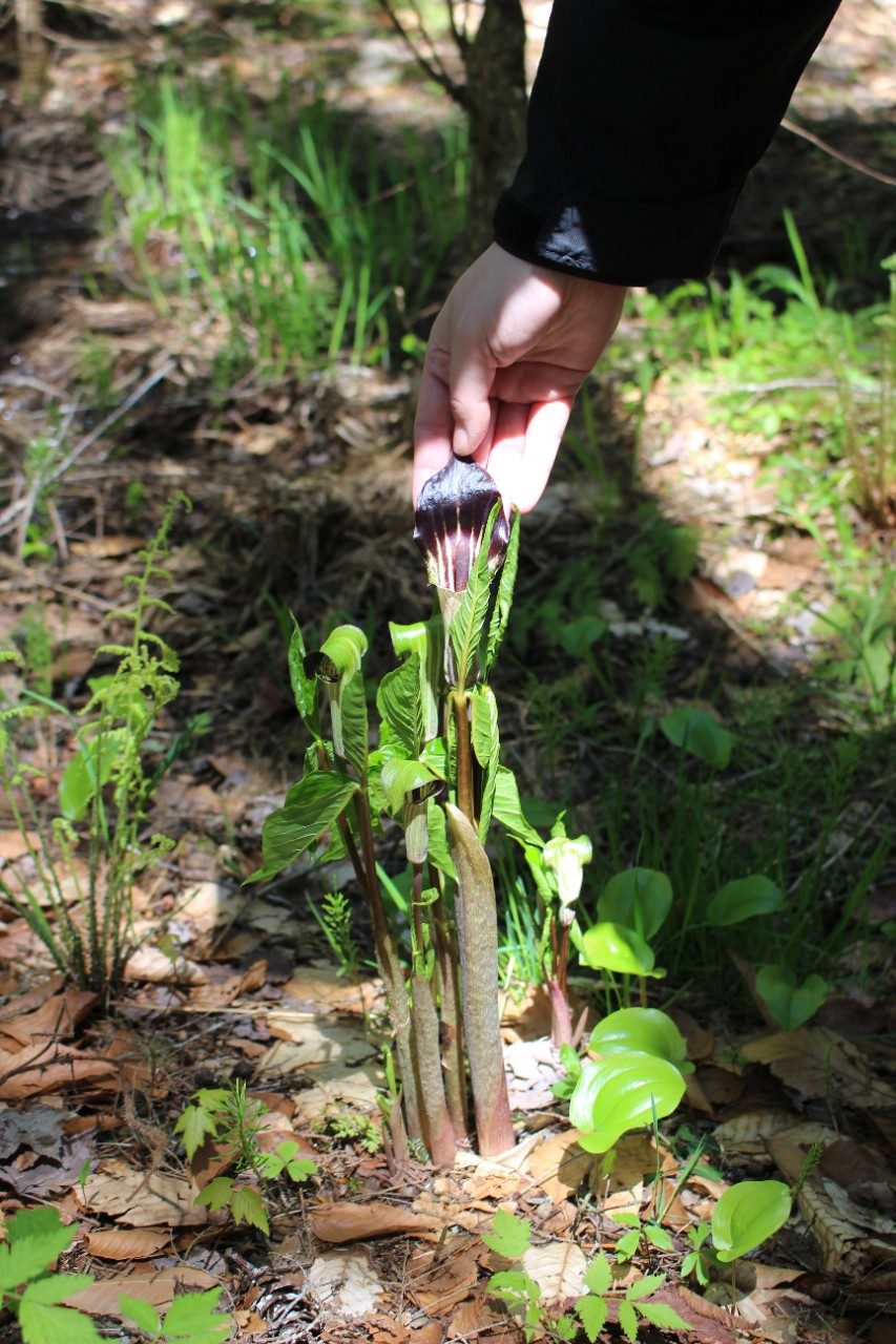 Hand touching a plant