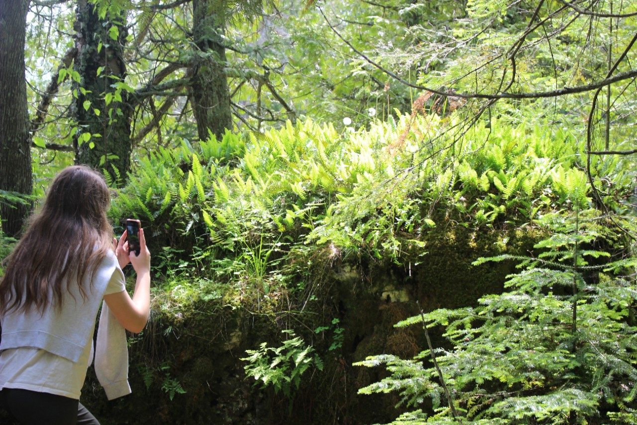 Person taking a photo of plants