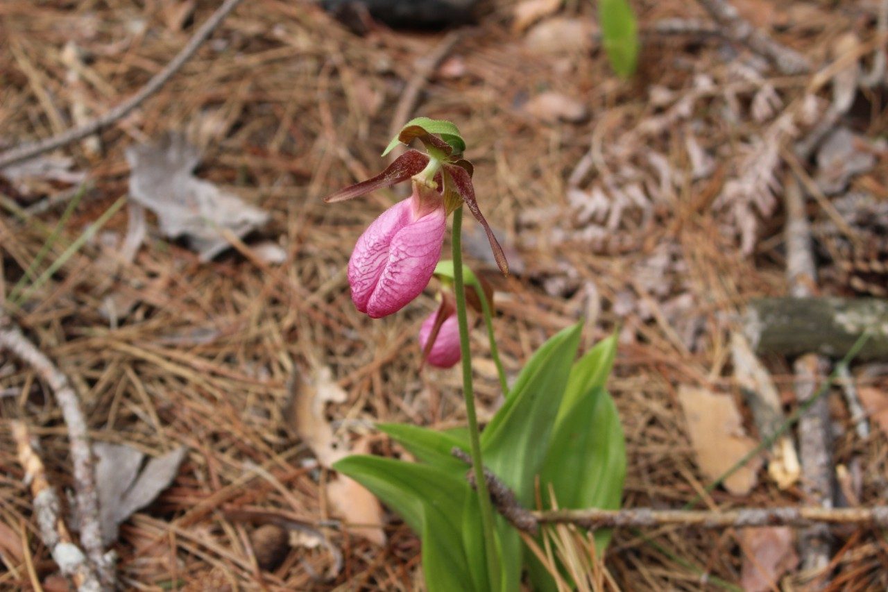 Pink flower