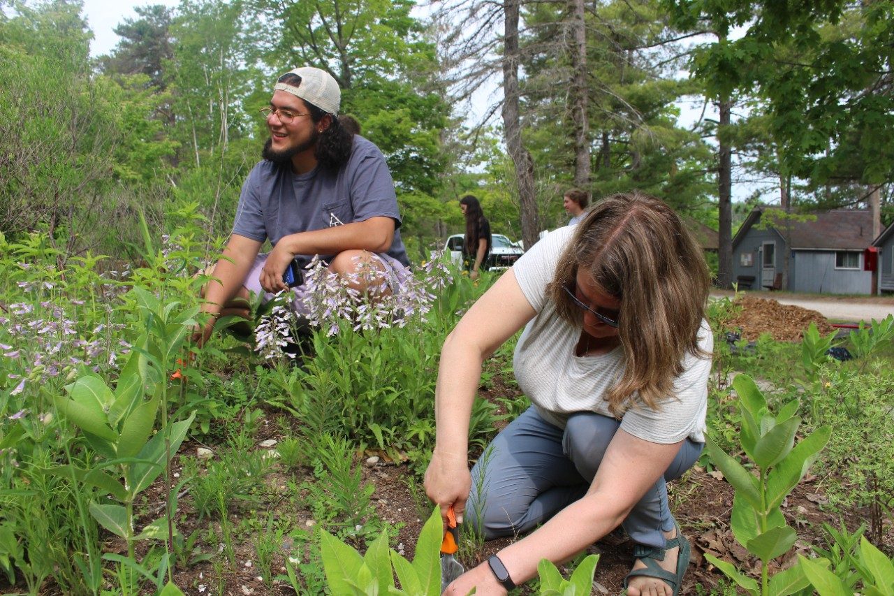 Two people weeding a garden