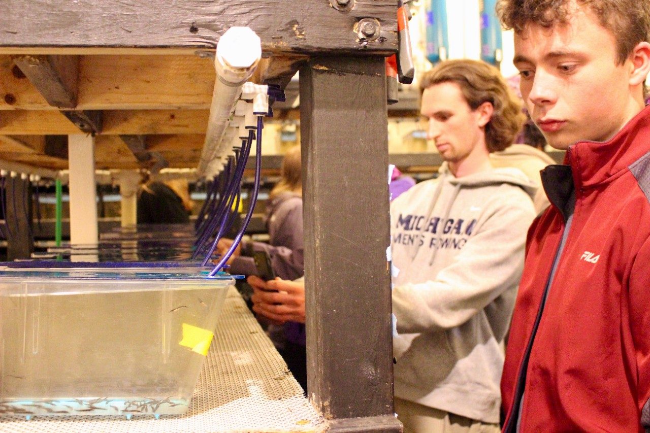 People looking at baby fish