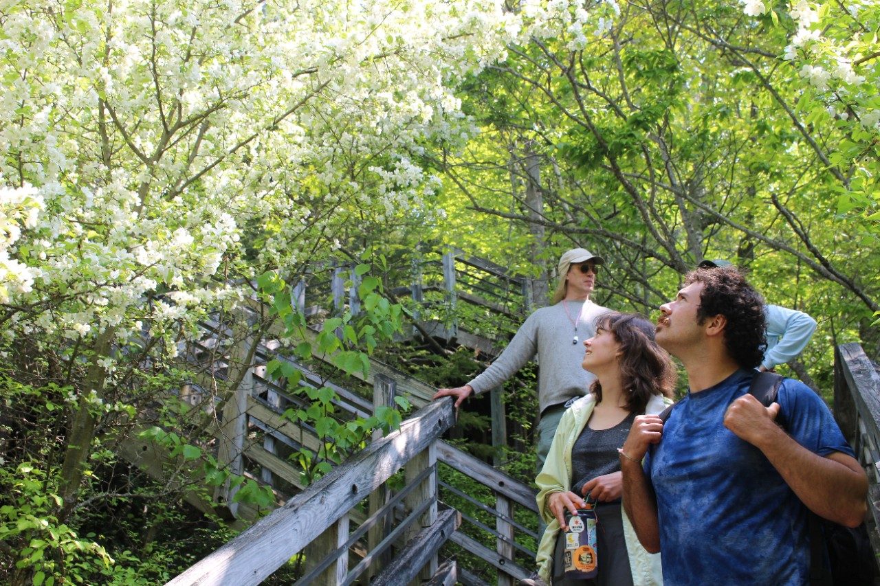 People on stairs looking at a tree