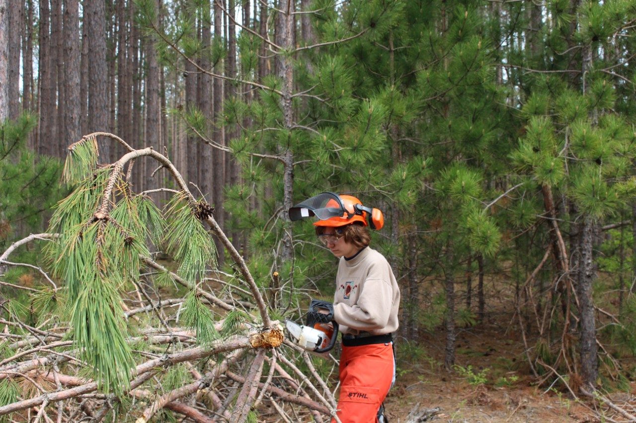 Person wearing safety gear and using a chainsaw on a tree