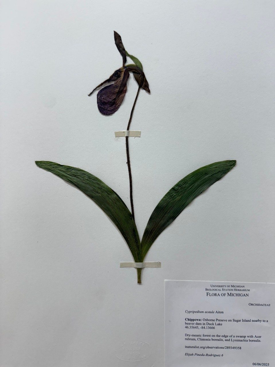 Pressed plant on a paper