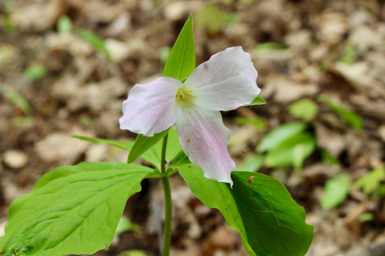 Flower in a forest
