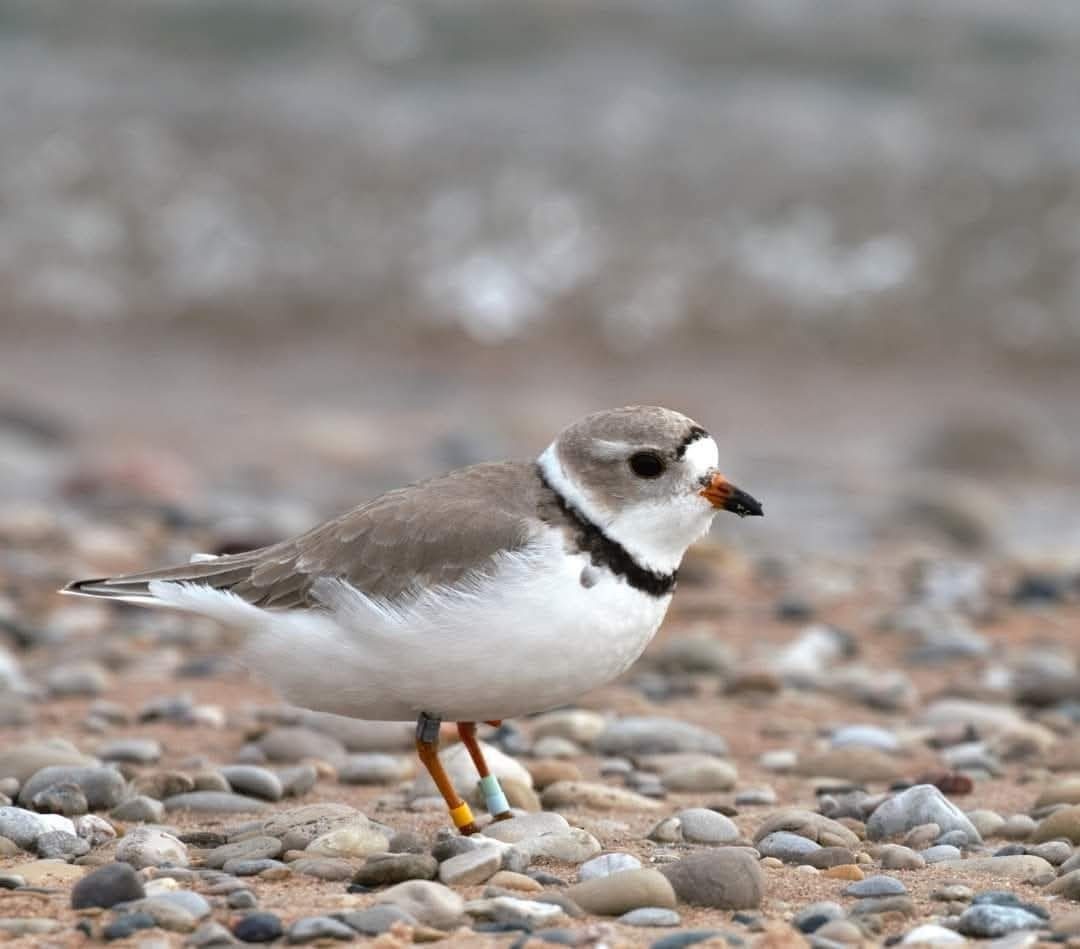 Bird on a beach