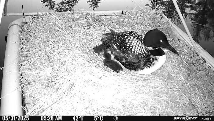 Loon and a baby loon