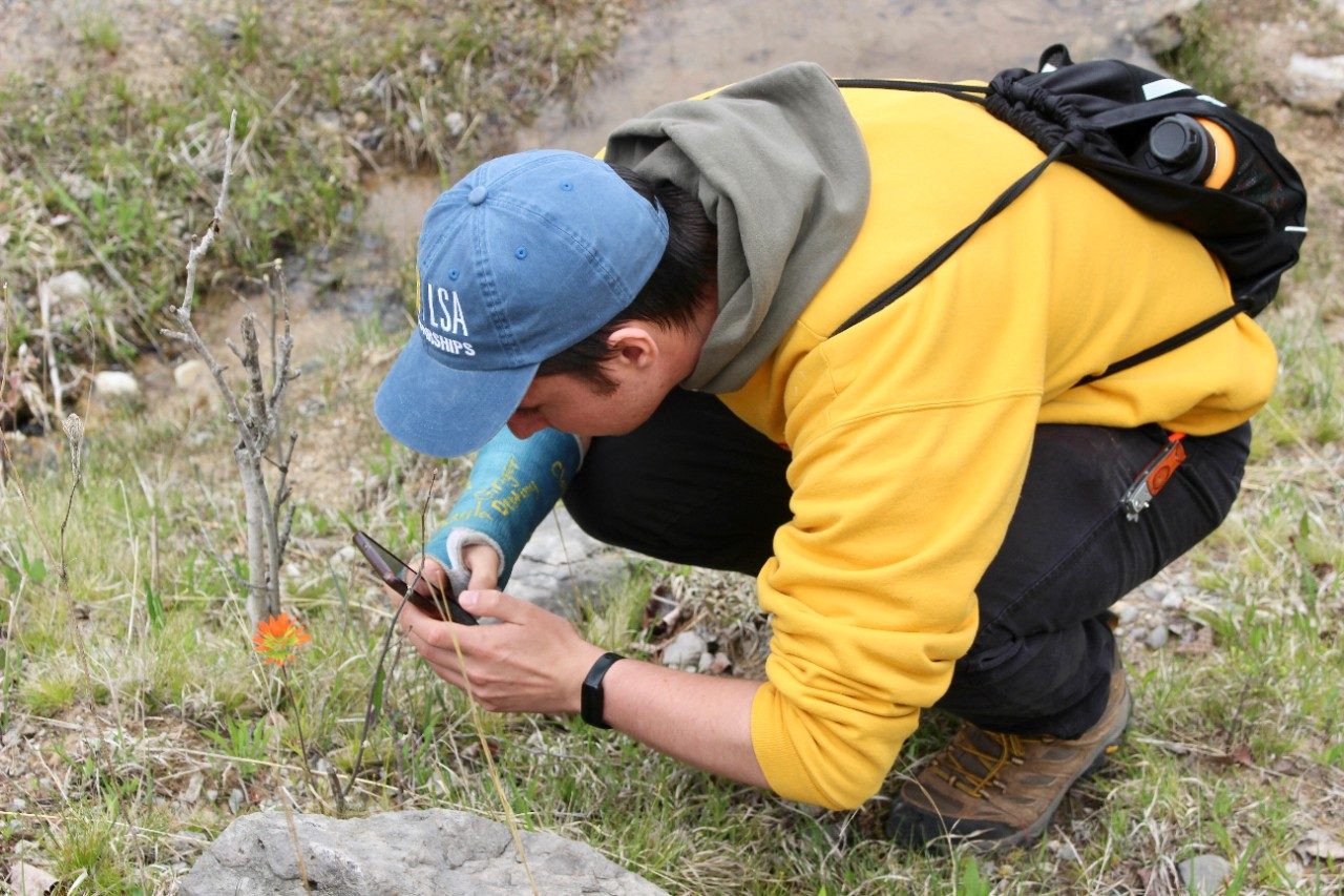 Person taking a photo of a plant