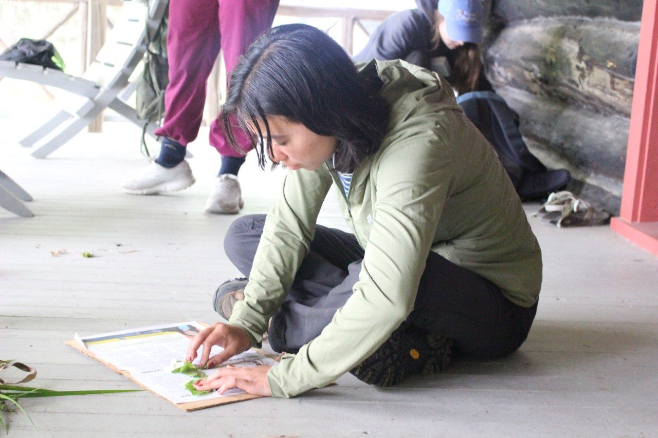 Person pressing a plant