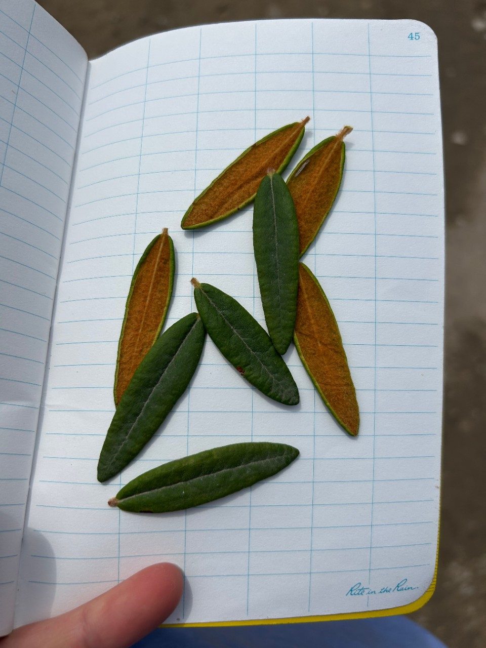 Tea leaves
