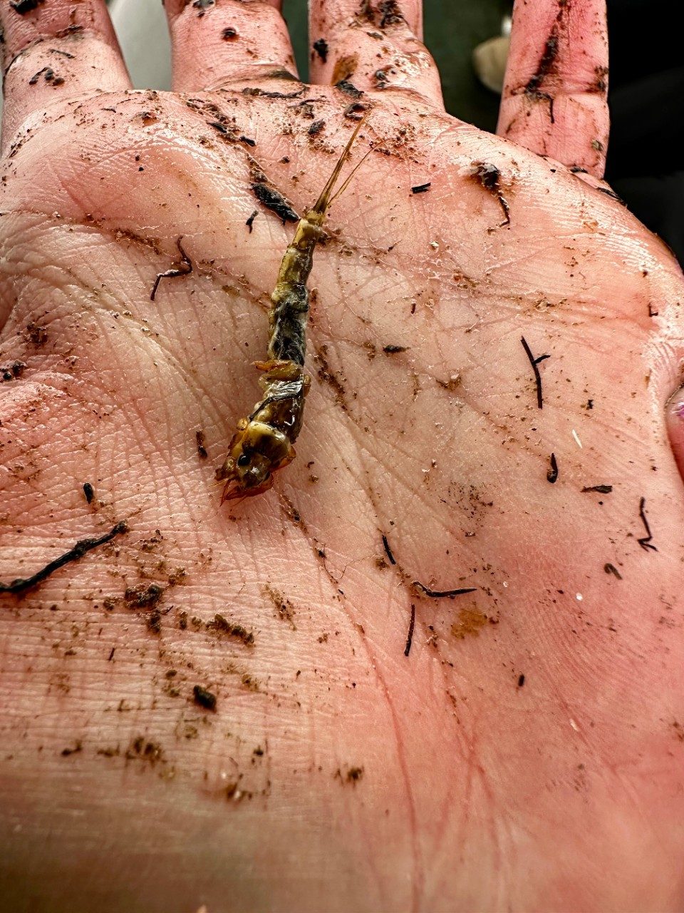 Mayfly in a person's hand