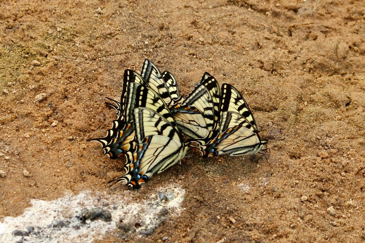 Butterflies