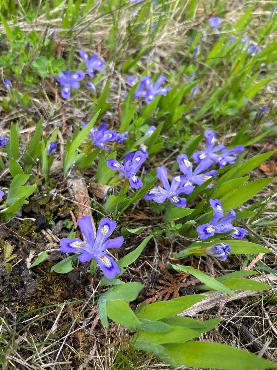 Wildflowers