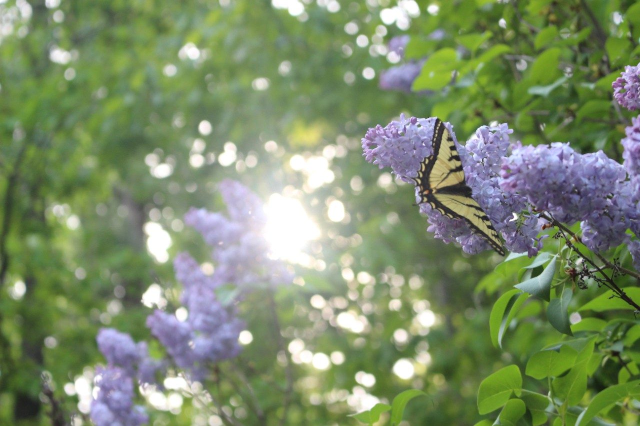 Lilacs and butterfly