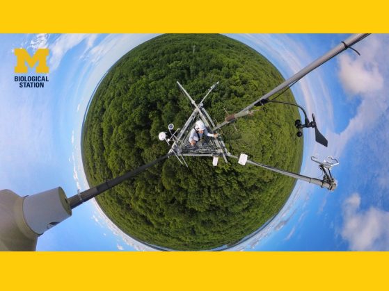 Overhead shot of a man on top of a tower in a forest