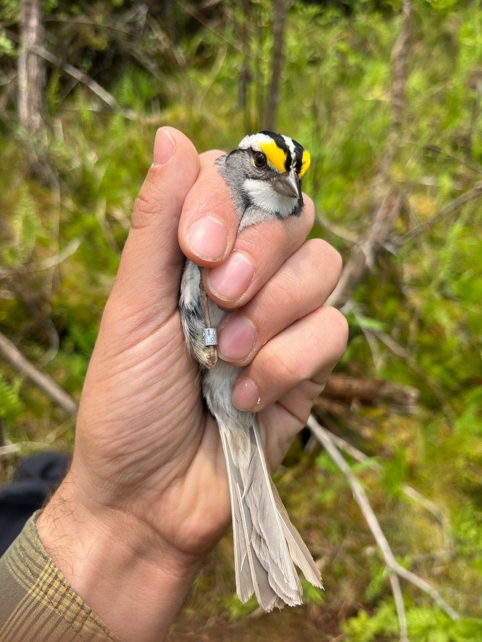 Bird
