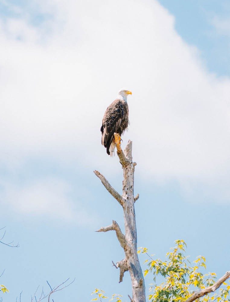 Bald eagle perched on top of tree
