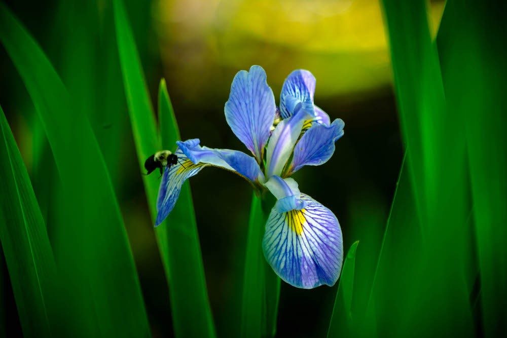 Bee on an iris