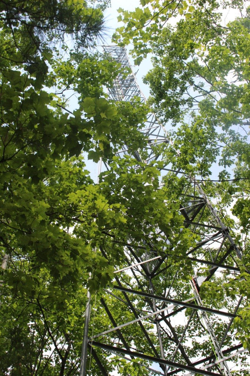 Tower in a forest