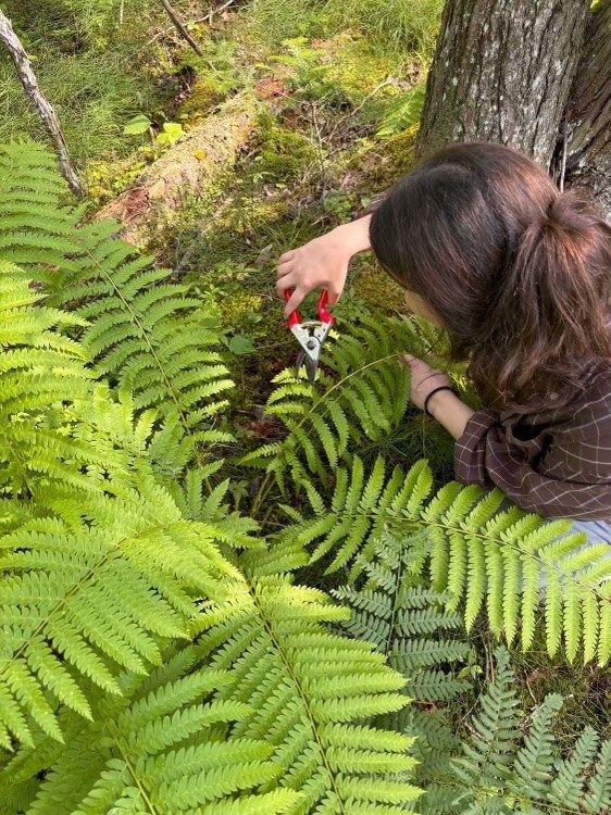 Person cutting a leaf off of a plant