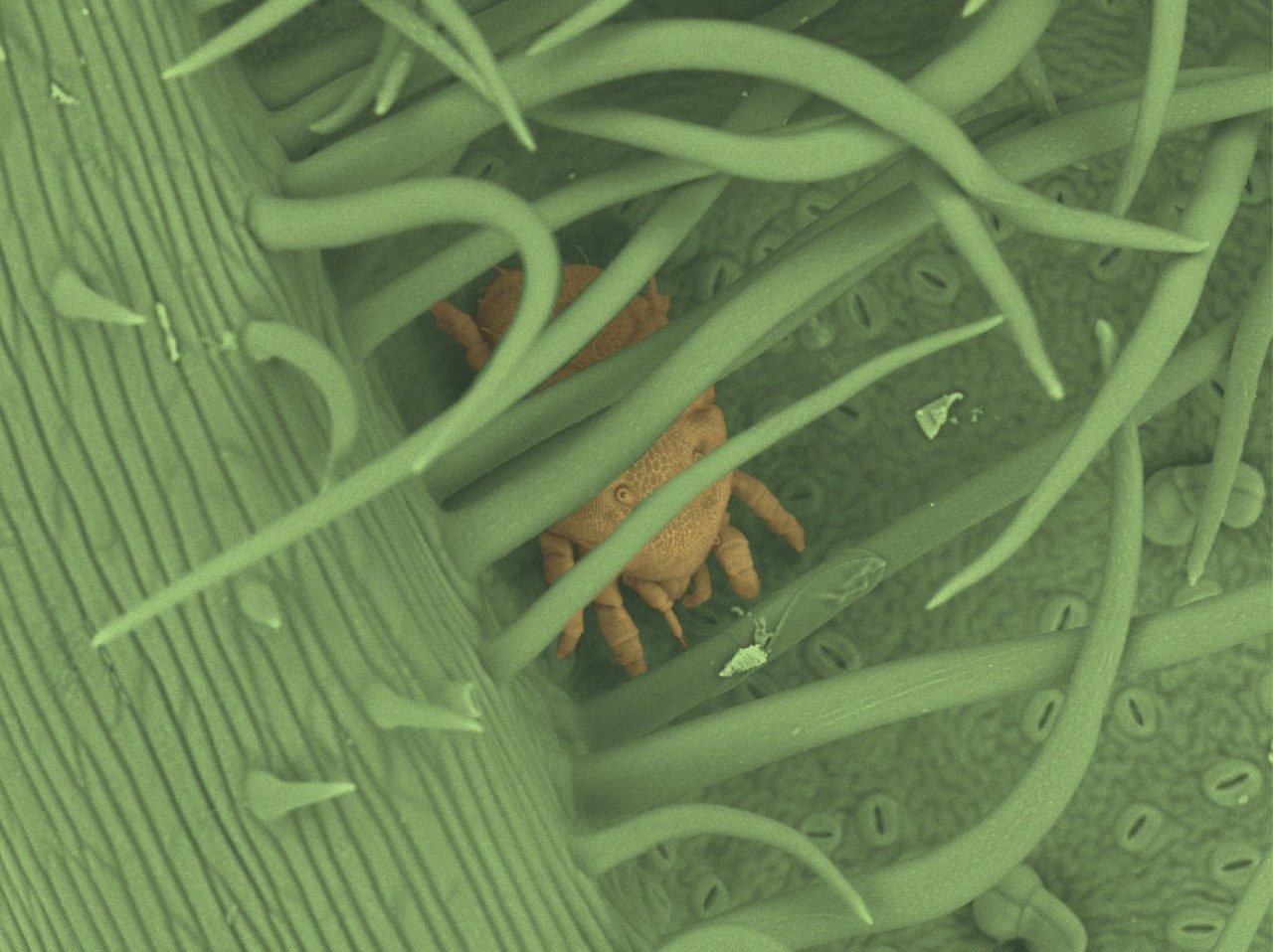 Photo of a mite through a microscope