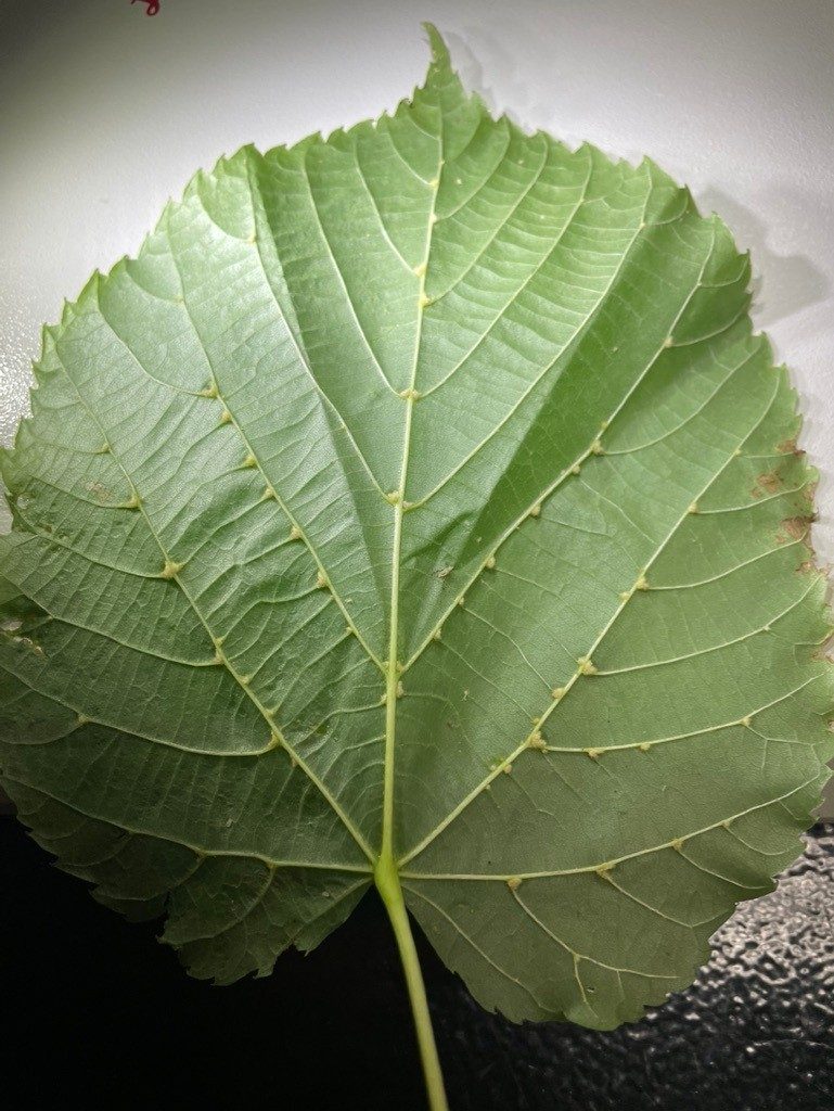 A leaf
