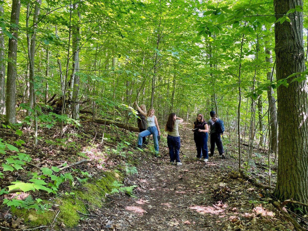 People walking through a trail in the woods