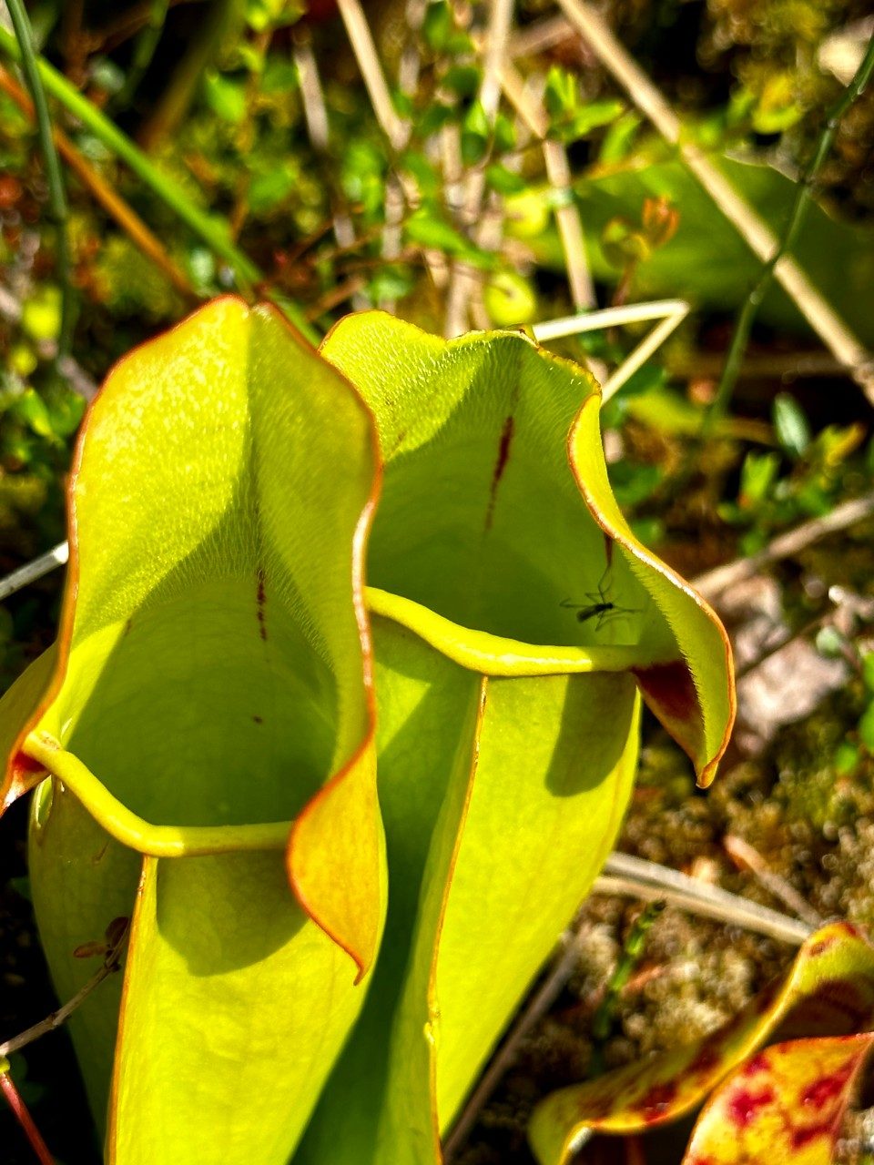 Pitcher plant