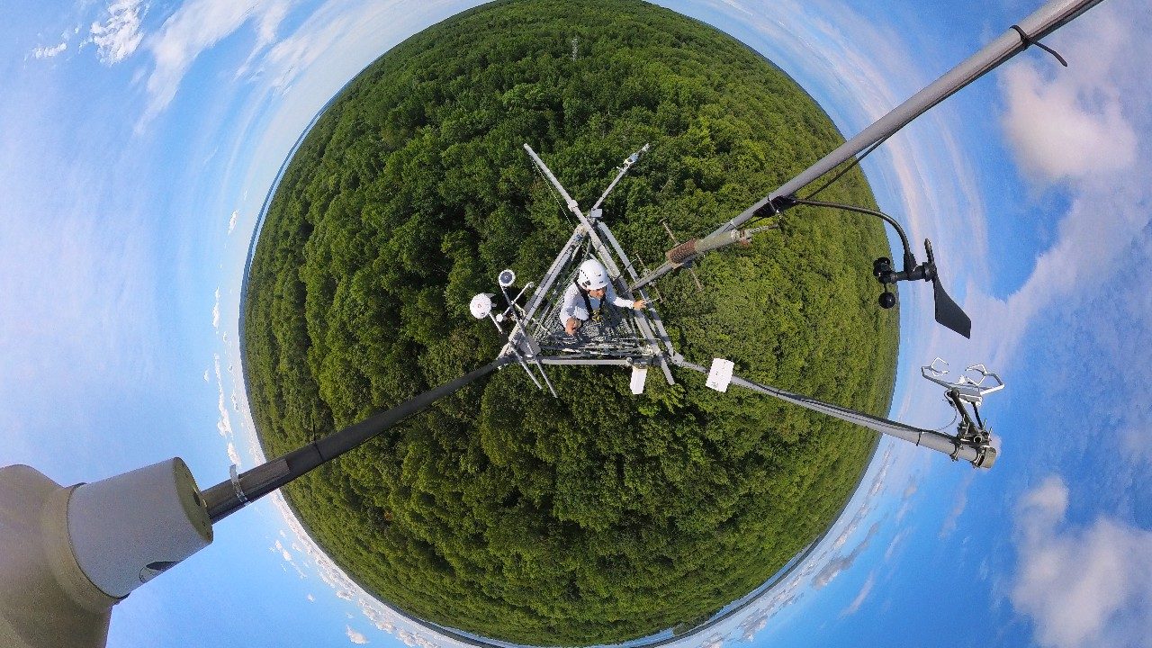 The view from the top of a tower looking over a forest