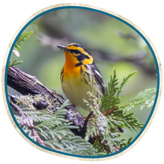 Colorful yellow bird sitting on a branch