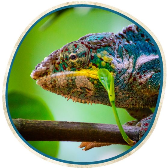 chameleon