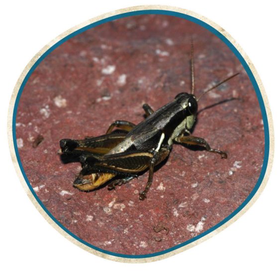 grasshopper