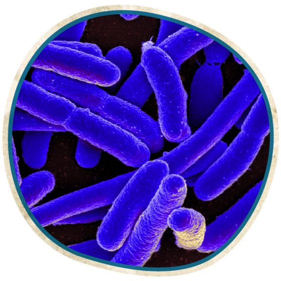 Probiotic supplements