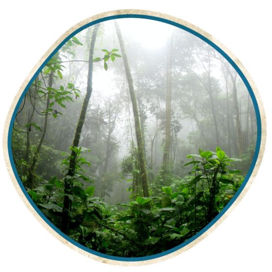 Rainforest