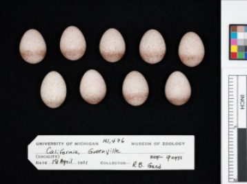 egg specimens 