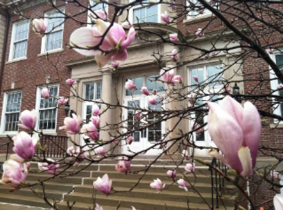 Magnolias blooming in front of Lane Hall